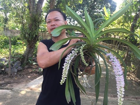 Chọn giá thể phù hợp cho lan đuôi chồn